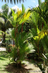 Guadeloupe Août 2015-02821         